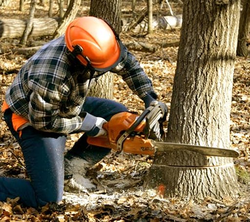Tree Removal in Putney, KY